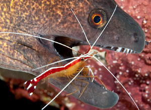 Moray eel getting some dental matters attended to. by Charles Wright 